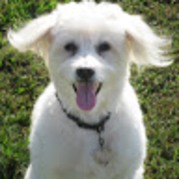 Meet your Posher, Elise - Picture 1 of 1